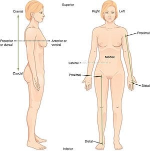 General Anatomy and Physiology of a Human: TEAS