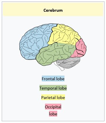Central Nervous System Diagram Unlabeled - undasupersensation