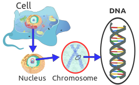 dna-2.png