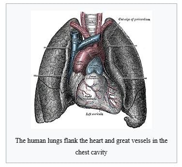 Respiratory System: TEAS || RegisteredNursing.org