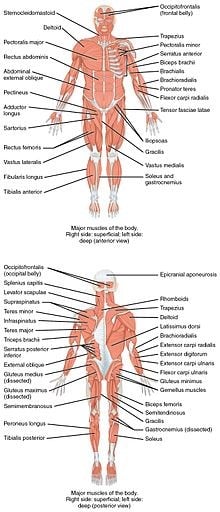 Musculoskeletal System Muscular System Teas Registerednursing Org